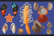 Sea World Vintage Illustrations, an Object Graphic by Lilithcollageart (Thumbnail 7 of 7)