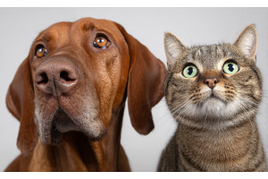 The portrait features a Russian, an Animal Photo by ZinetroN