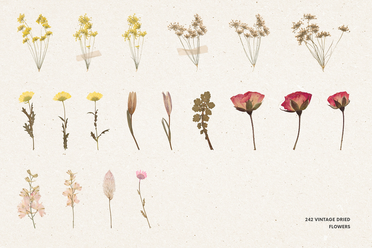 242 Vintage Dried Flowers, an Object Graphic by Ksuview (Photo 4 of 11)