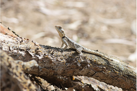 Laudakia stellio - Agama lizard sits, a Background Photo by Barcelona_dreams
