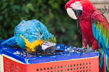 two macaw parrots eat food, an Animal Photo by TanaCh
