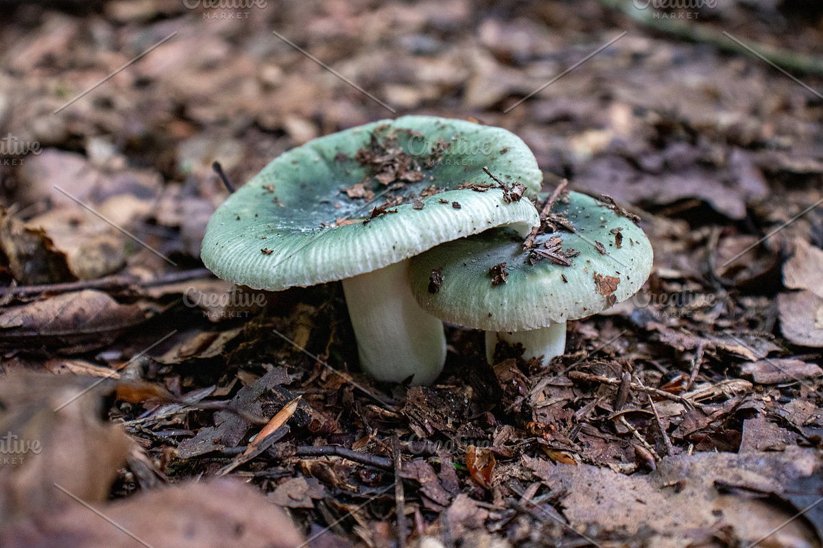 Mushrooms In The Forest Photography, a Nature Photo by Full Circle Design Studio (Photo 27 of 38)