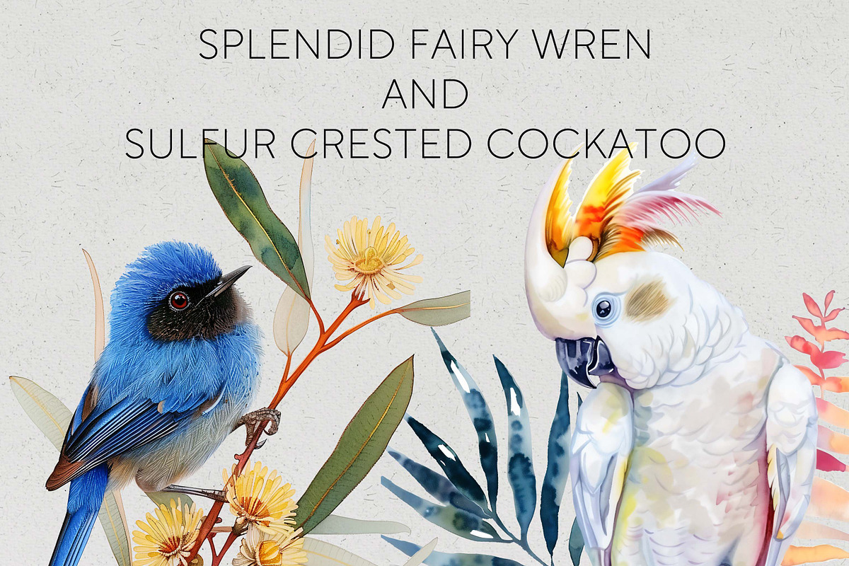 Australian Native Birds Clipart PNG, an Animal Illustration by Pawcasso's Portraits (Photo 4 of 7)