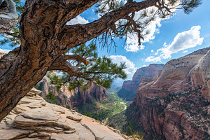 Tree on Angels Landing, a Nature Photo by JK Travel Photos