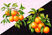 Oranges Watercolor Clipart, a Food Illustration by LekoArt (Thumbnail 4 of 10)