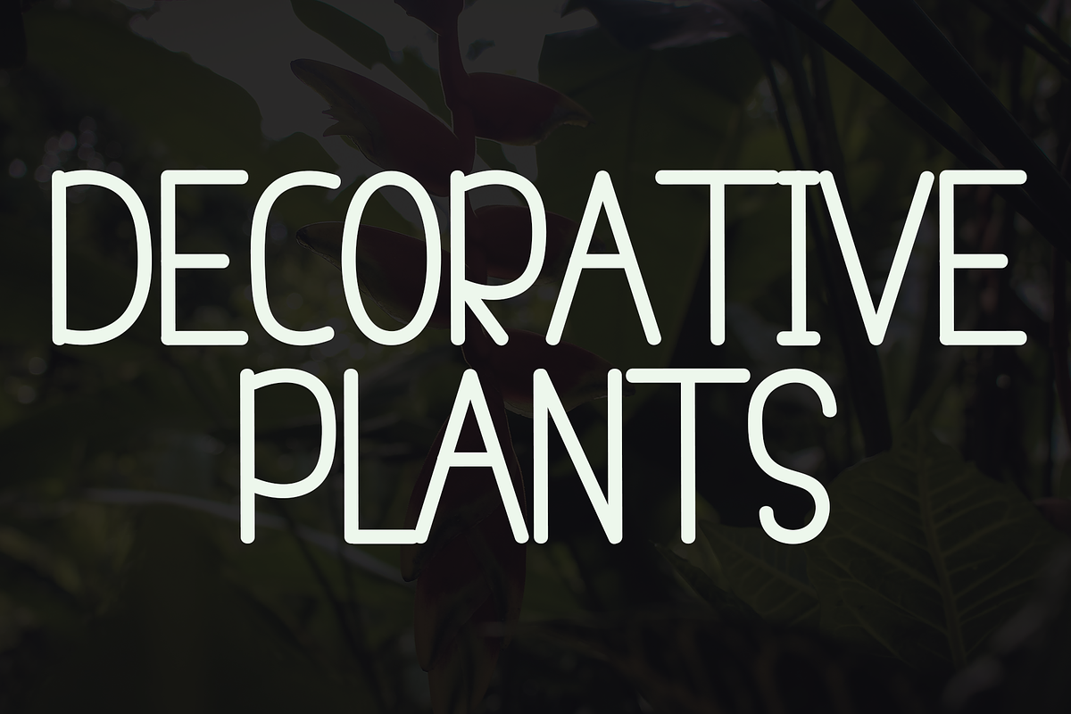 HELICONIA, a Serif Font by FreshTypeINK (Photo 5 of 8)