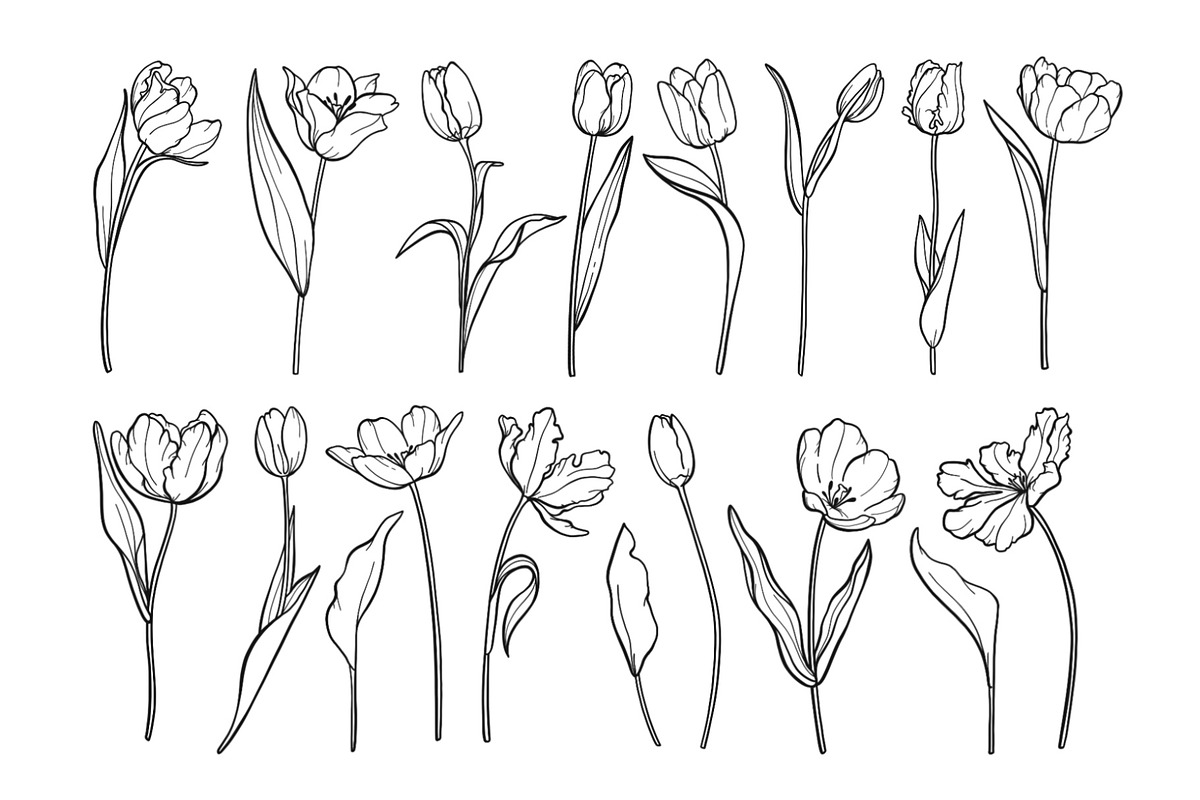 Tulip Line Art, Botanical SVG & PNG, an Object Graphic by ArtGiftsStudio (Photo 3 of 6)
