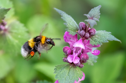 Flying Bumblebee landing to violet f, an Animal Photo by Byrdyak