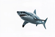 Great White Shark Graphics Bundle, an Animal Illustration by StockVerse Creative (Thumbnail 4 of 4)