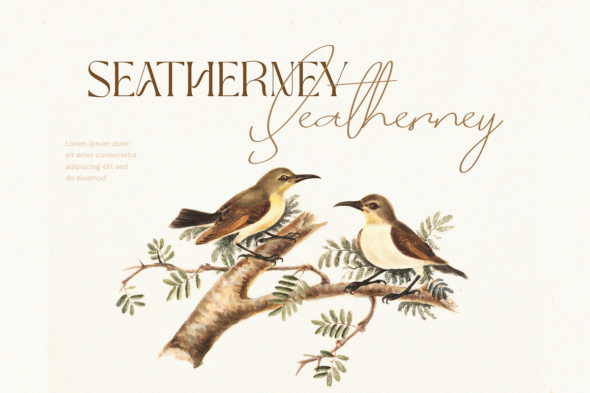 Moxa Bestine-Modern Decorative font, a Serif Font by ToniStudio (Photo 3 of 11)