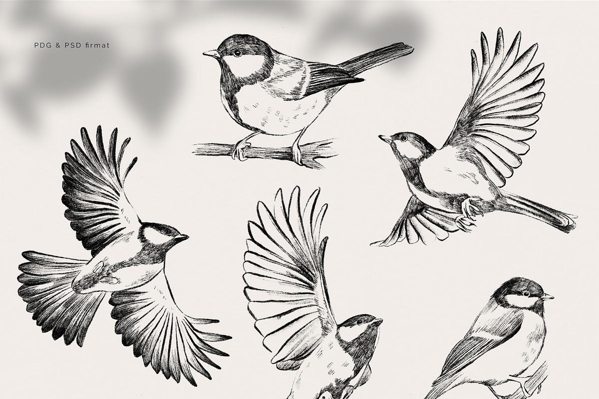 Titmous. Pencil illustrations, an Object Graphic by Tilling (Photo 2 of 5)