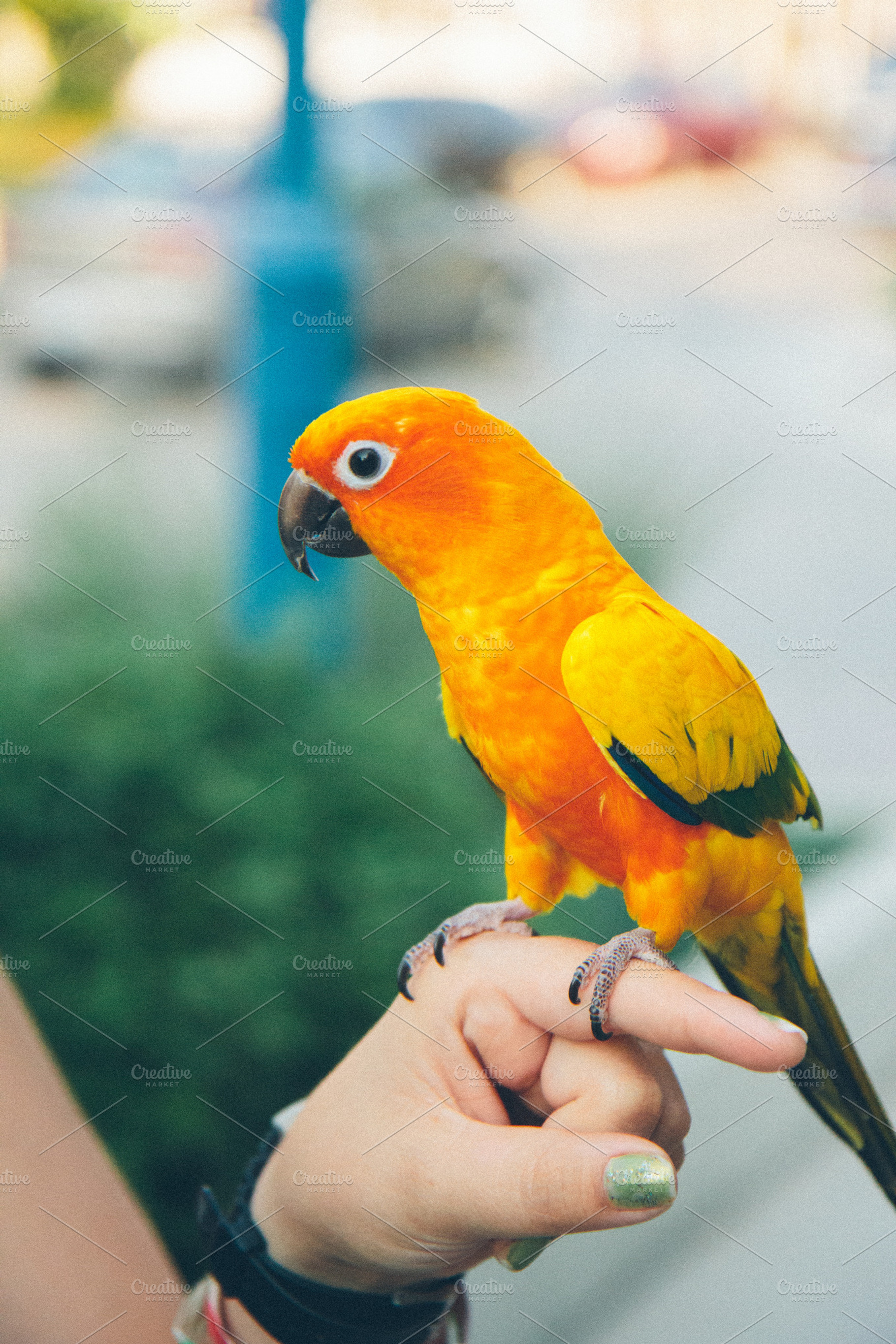 Brightly Colored Parrot