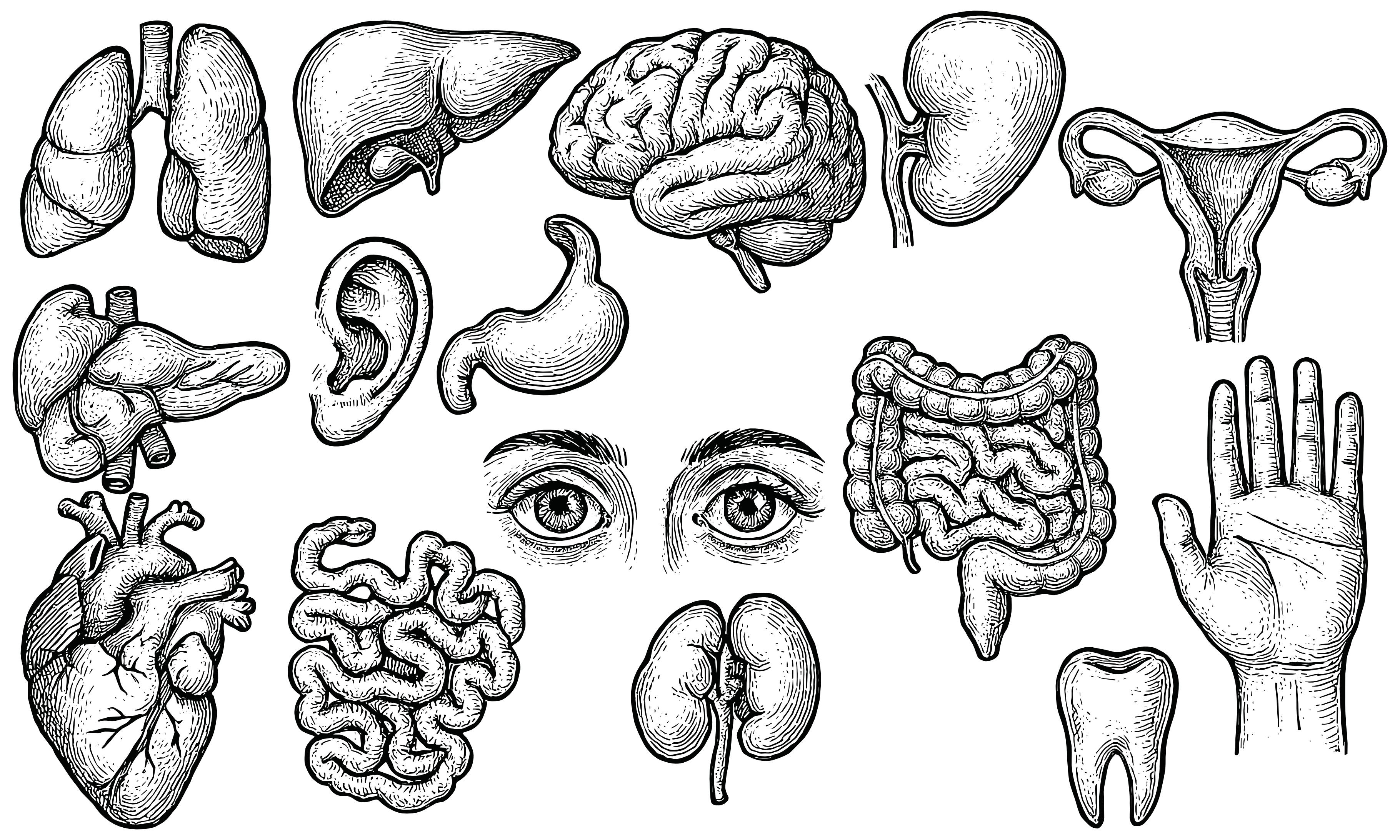 Human Organs Set, an Object Graphic by nikagraphic