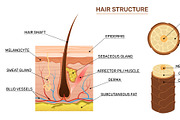 Hair structure. Scientific, a Healthcare Illustration by YummyBuum (Thumbnail 3 of 3)