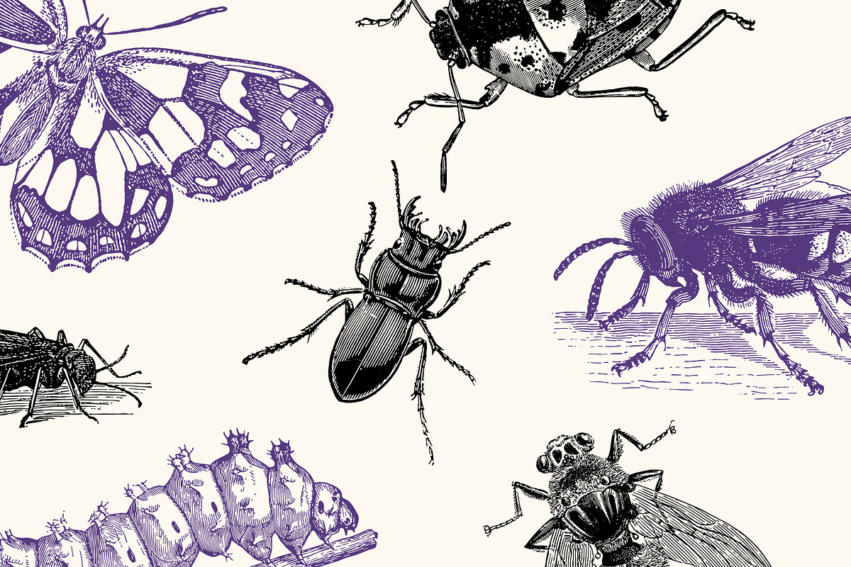 Insects - Vintage Illustrations, an Illustration by Graphic Goods (Photo 2 of 10)