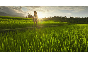 Woman walking along rice paddy, a Person Photo by Goinyk