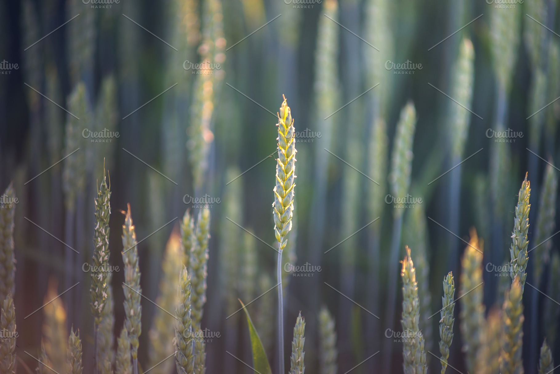 Ears of wheat on the farmfield, a Nature Photo by Mark Borbely