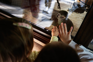 Children Observing a Curious Squirrel Monkey Through Glass at a Zoo, a Photo by AS photostudio