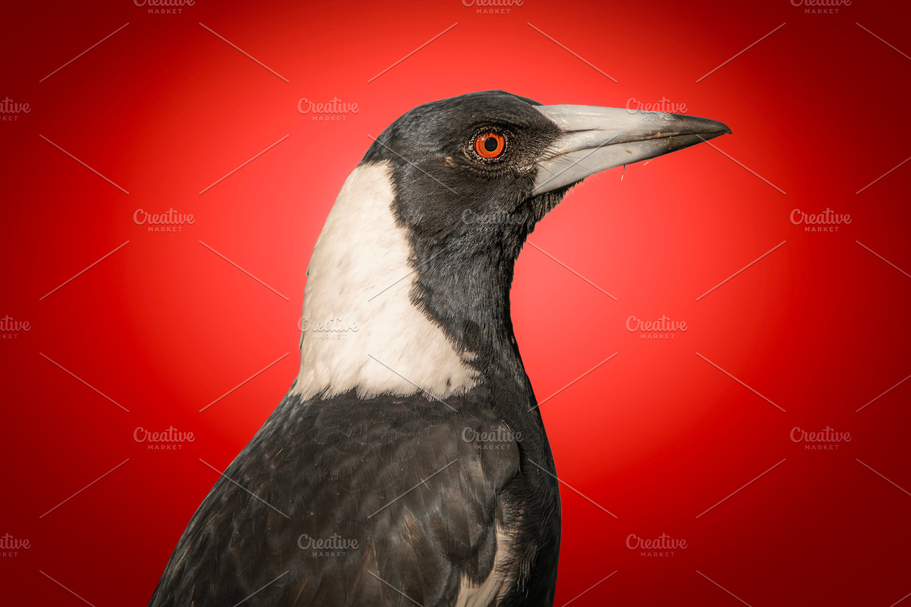 Australian Magpie, an Animal Photo by Rob D Animal Photography