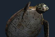 3DRT - Sealife - Turtle, an Animal 3D Model by 3DRT.com (Thumbnail 3 of 3)