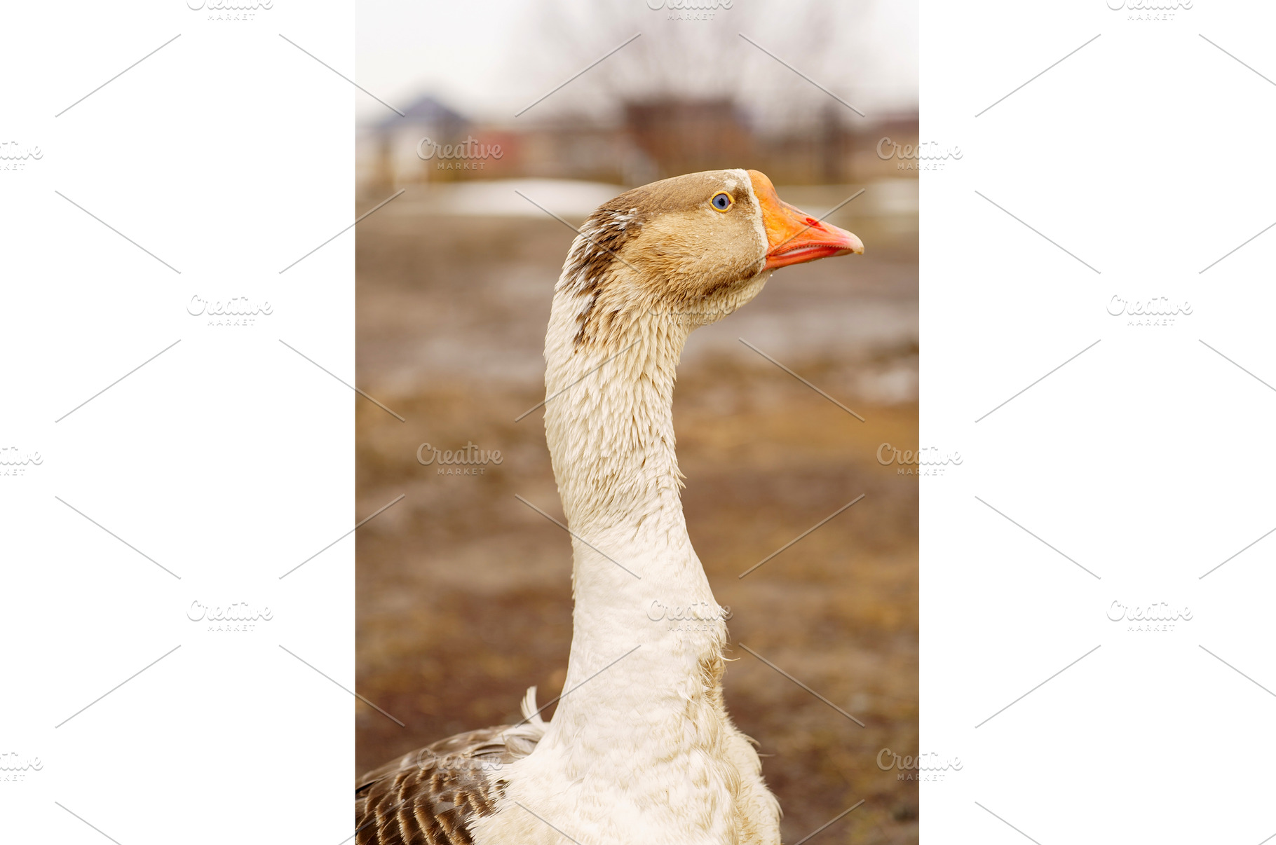 Close-up of a white goose with, an Animal Photo by darksoul72