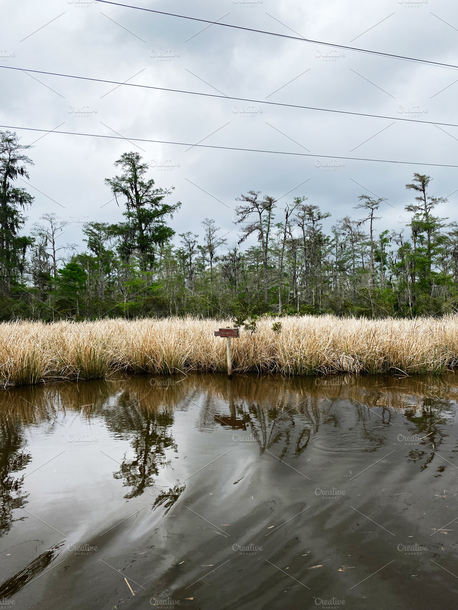 Wetland calm in Vacherie marsh with reeds signpost and reflected trees under gr, a Photo by AS photostudio
