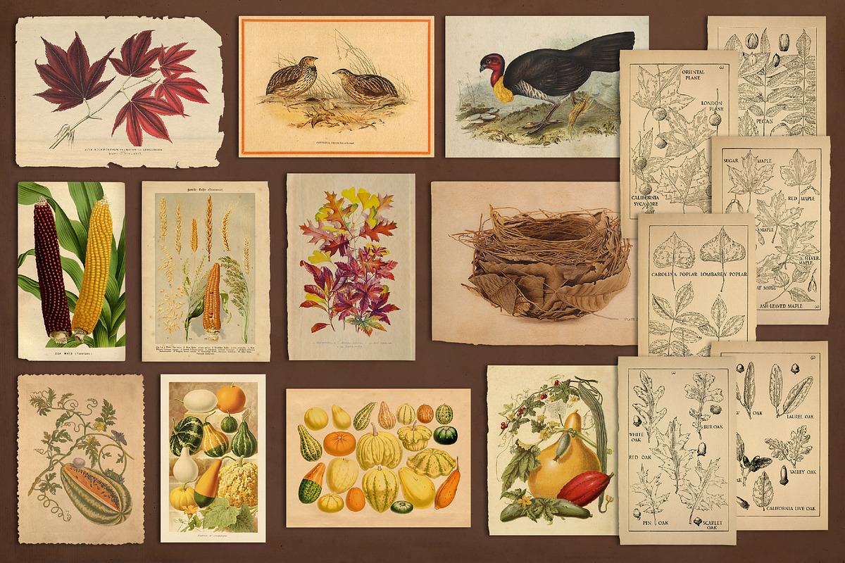 100 Vintage Autumn Ephemera, an Object Graphic by The Object Atlas (Photo 5 of 10)