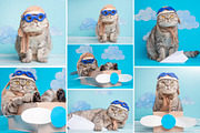 Funny Cat Pilot, an Animal Photo by AnStore (Thumbnail 2 of 3)