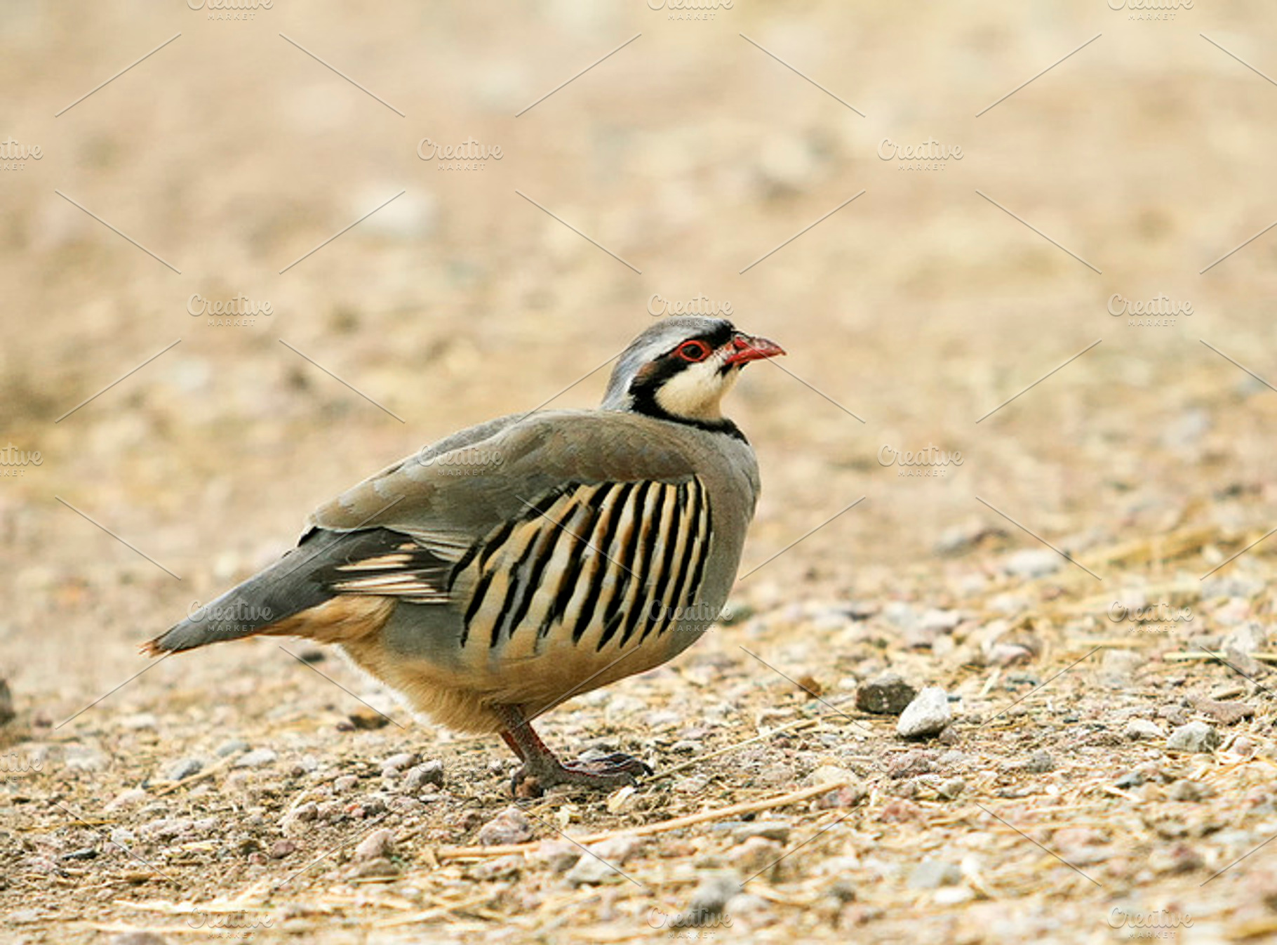 Plump game bird, an Animal Photo by RodeoPixels WesternImage