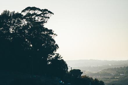 Tree silhouette with hazy landscape, a Nature Photo by SkyNext