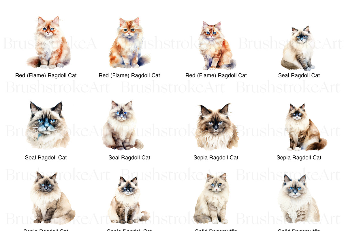 Ragdoll Cat Clipart, Ragdoll Kittens, an Animal Illustration by BrushstrokeArtGB (Photo 5 of 9)