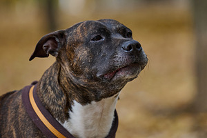 A brindle dog with a white chest and a dark collar with a yellow, an Animal Photo by ndanko