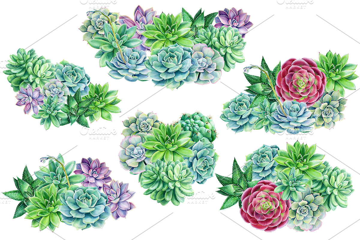 watercolor cacti and succulents, a Decorative Illustration by Hanna Hryharenka (Photo 4 of 9)
