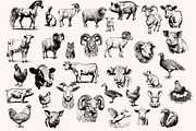 Farm Animals Collection 34 arts, a Graphic by IPVector (Thumbnail 2 of 7)