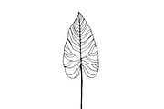 Palm Leaves svg, Botanical png, a Decorative Illustration by Watercolor_Vector Graphic (Thumbnail 8 of 25)