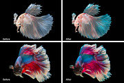 Betta Fish Lr Presets, an Action Add-On by PandoraDreams (Thumbnail 2 of 4)