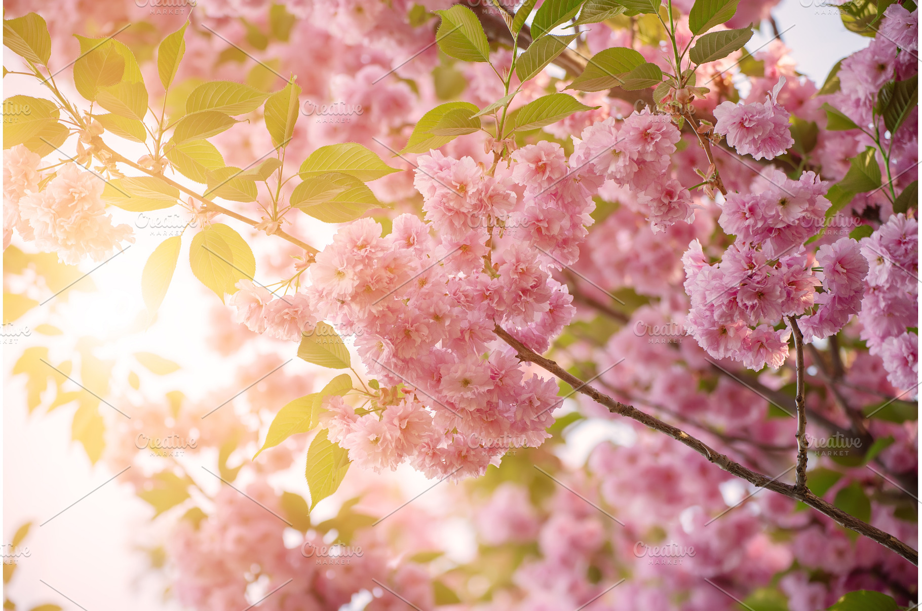 Sakura flowers blooming, a Nature Photo by Nature and travel
