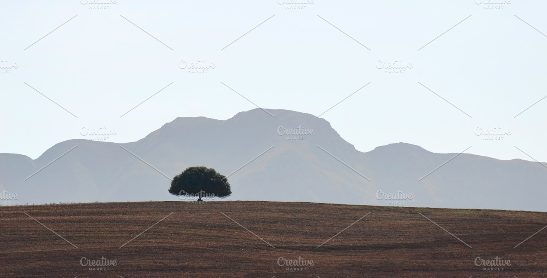The Lonely Tree Featuring Tree Bush And Mountain