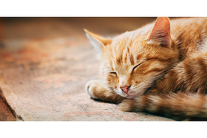 Close up of Small Peaceful Orange, an Animal Photo by Our Amazing World