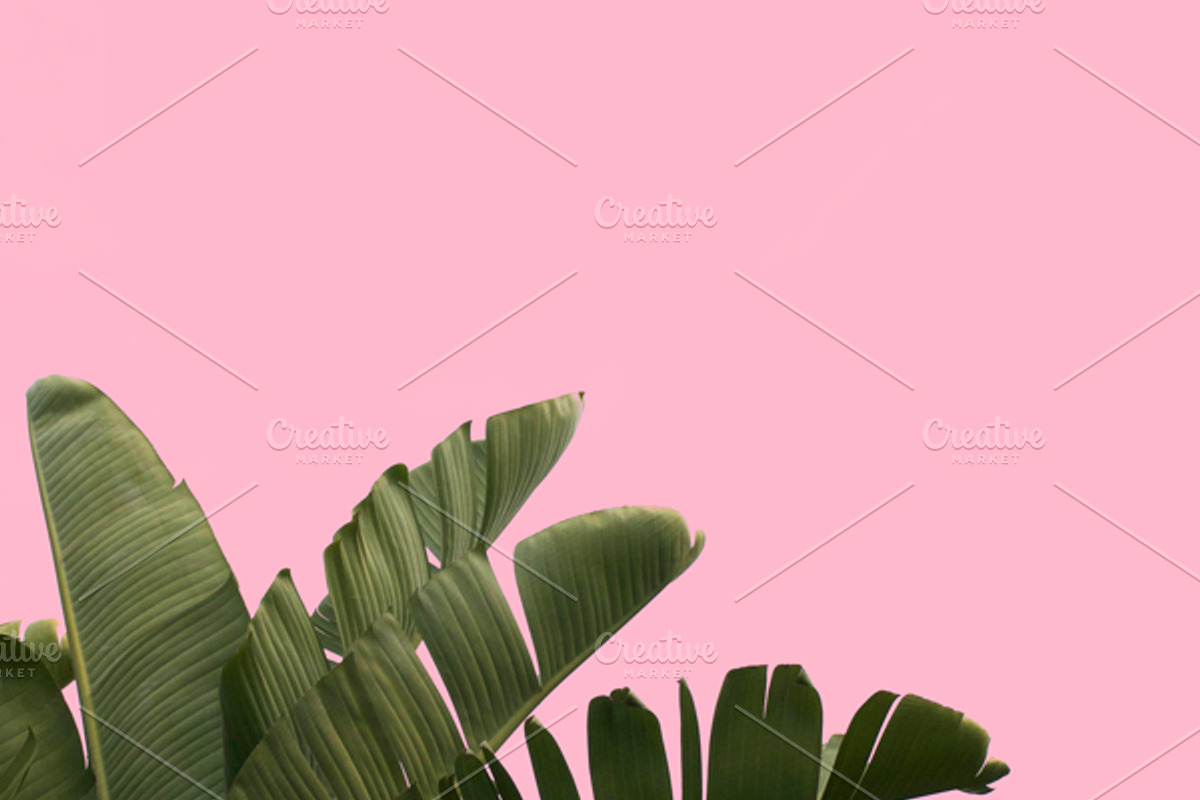 Candy Pop Plants Stock Photos, a Nature Photo by Dee Andreoli Photography (Photo 2 of 5)