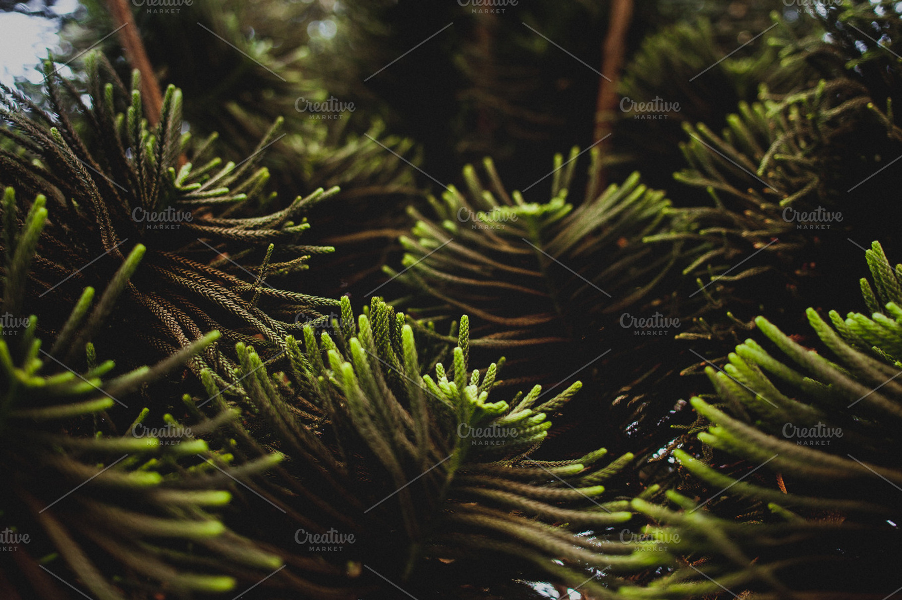 Pine tree branch featuring pine, tree, and branches, a Nature Photo by REDpillz