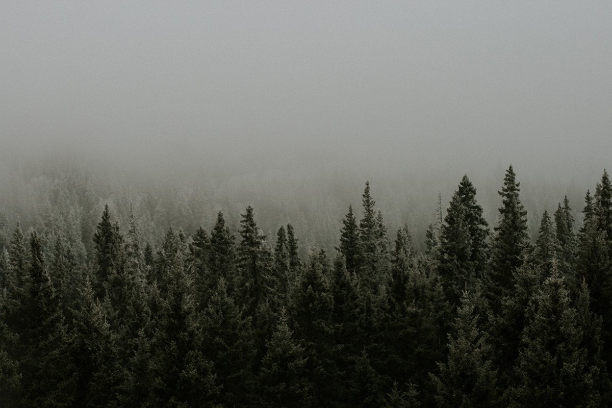 Trees and fog featuring nature, trees, and fog, a Nature Photo by Wild Wander Collective (Photo 1 of 2)