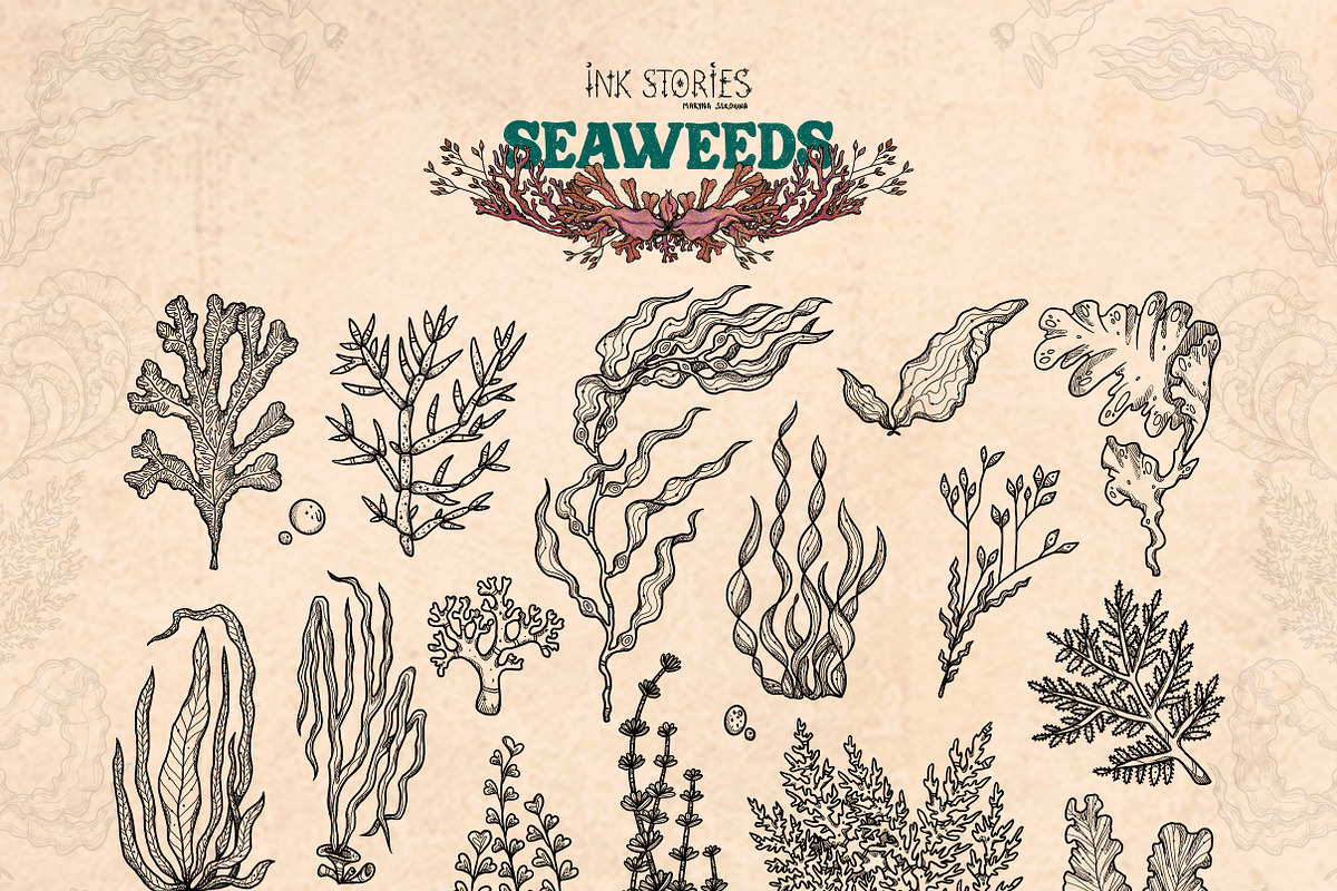 Seaweeds, an Object Illustration by Ink Stories (Photo 3 of 24)