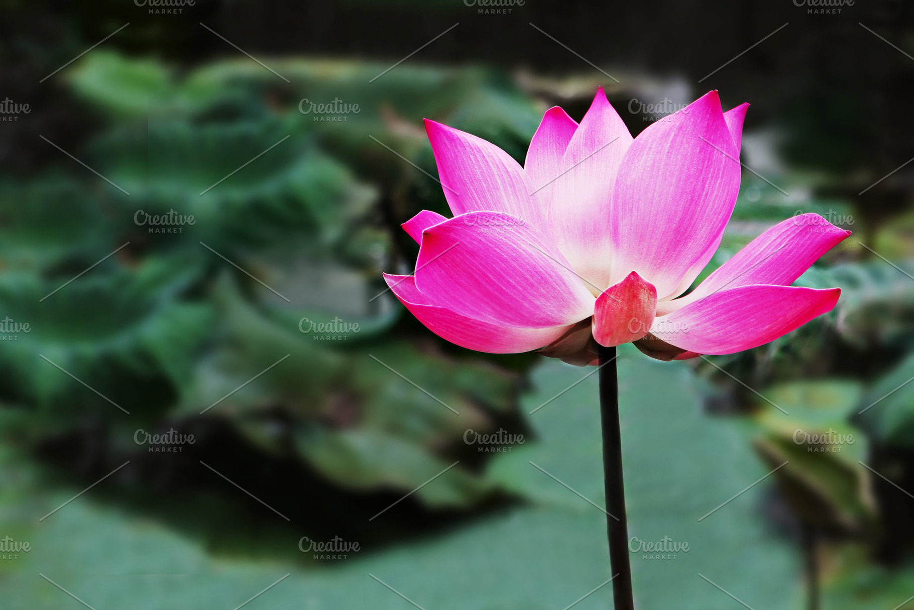 Lotus flower, a Photo by saiko3p