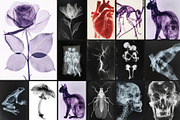 55 Immortal X-ray Print Posters, a Texture Graphic by NassyArt (Thumbnail 8 of 14)