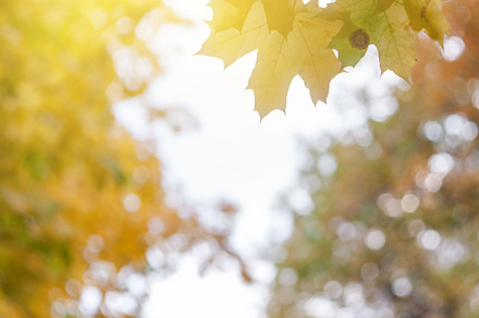 Soft autumn background with leaves featuring amazing, abstract, and art, a Nature Photo by firewings