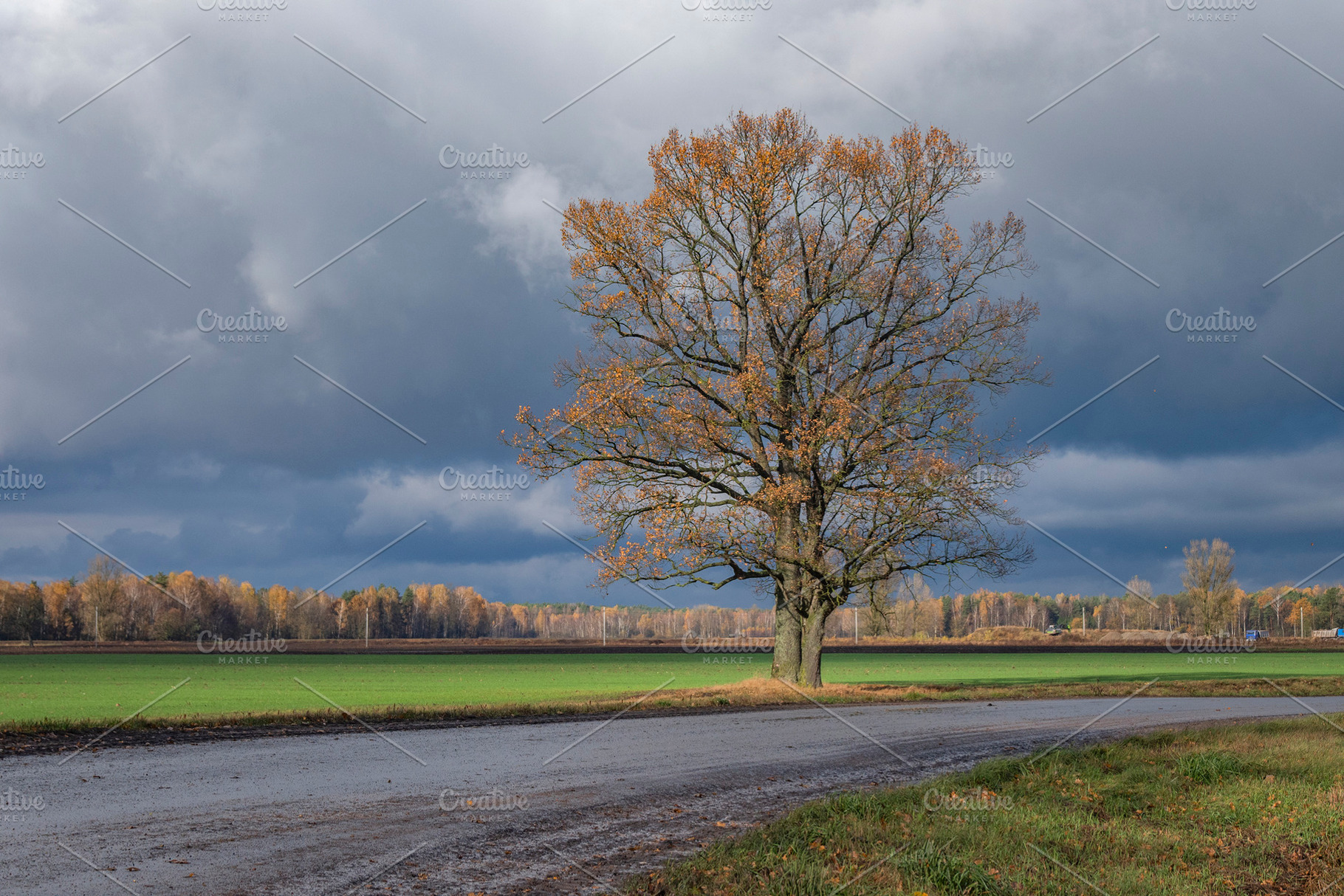 autumn forest. Golden leaves on the trees, a Photo by Pictures for you!!!!!!!!!