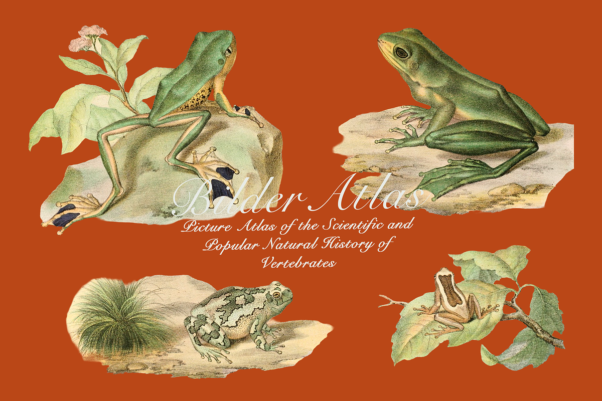 Vintage Vertebrate Animal Atlas, an Object Graphic by Lilithcollageart (Photo 14 of 14)