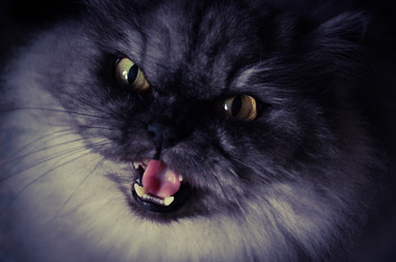 Cat speaking stock picture