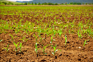 Sprouting Corn Crop, a Nature Photo by THP Creative